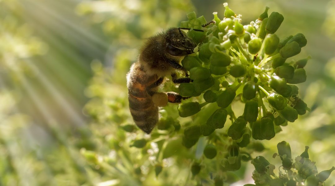 L’AGRICOLTURA BIOLOGICA FA BENE ALLE API