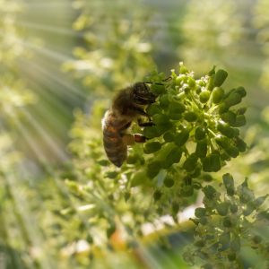 Api solitarie su fiori in un campo coltivato con agricoltura biologica ricco di biodiversità