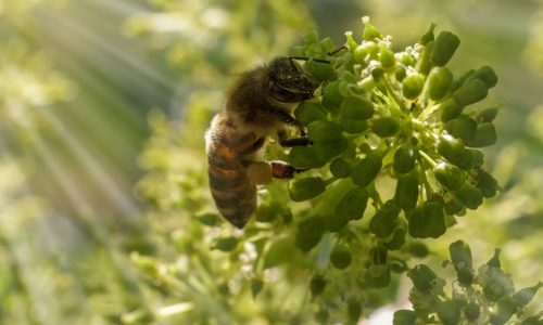 L’AGRICOLTURA BIOLOGICA FA BENE ALLE API