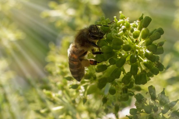 L’AGRICOLTURA BIOLOGICA FA BENE ALLE API