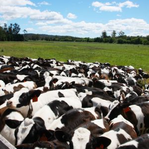 Allevamento bovino certificato SQNBA con tecnici impegnati nelle attività di valutazione del benessere animale