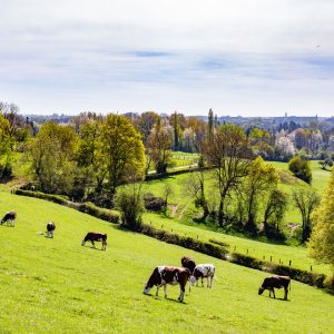 Corsia di supermercato in Belgio con prodotti biologici e clienti che fanno la spesa