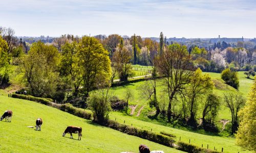 BELGIO, IL MERCATO BIO È PICCOLO, MA IN BUONA SALUTE