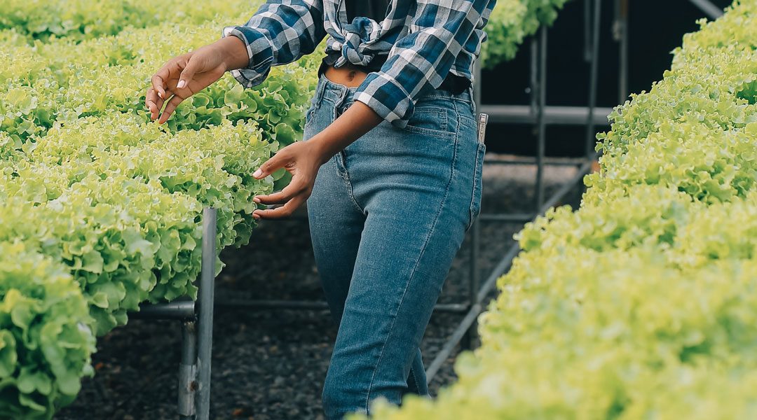 IMPENNANO LE VENDITE BIOLOGICHE NEGLI USA