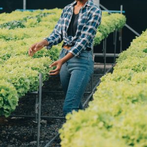 Reparto ortofrutta biologica in un supermercato statunitense con prodotti certificati biologici