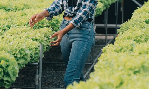 IMPENNANO LE VENDITE BIOLOGICHE NEGLI USA