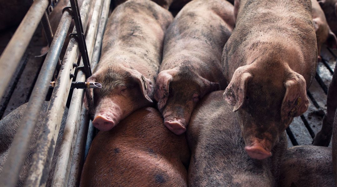 DANIMARCA, UNO STOP AGLI ALLEVAMENTI CONVENZIONALI DI MAIALI