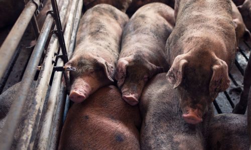 DANIMARCA, UNO STOP AGLI ALLEVAMENTI CONVENZIONALI DI MAIALI