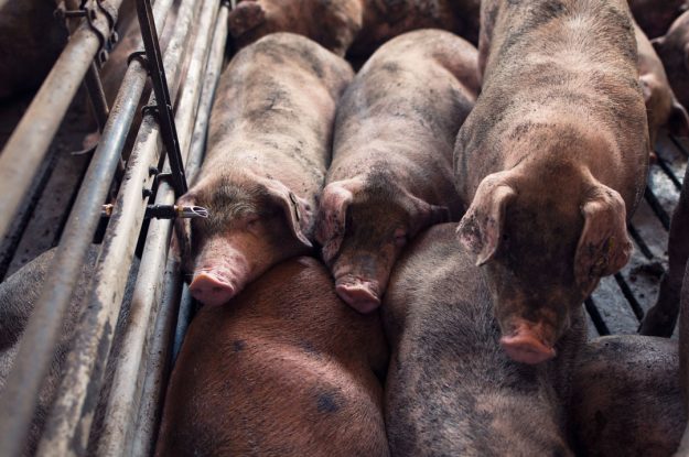 DANIMARCA, UNO STOP AGLI ALLEVAMENTI CONVENZIONALI DI MAIALI