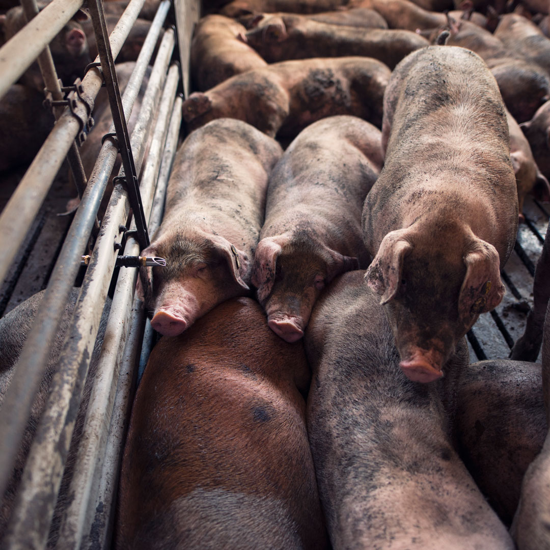 Allevamento di suini in Danimarca verso un nuovo modello più sostenibile e attento al benessere animale