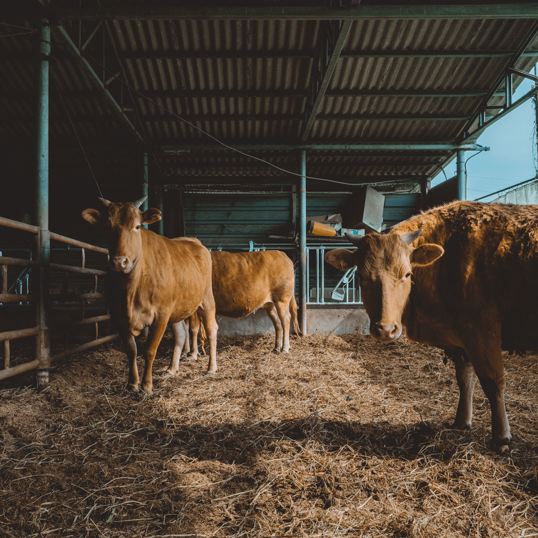Allevamento biologico europeo con bovini al pascolo secondo criteri di sostenibilità e benessere animale