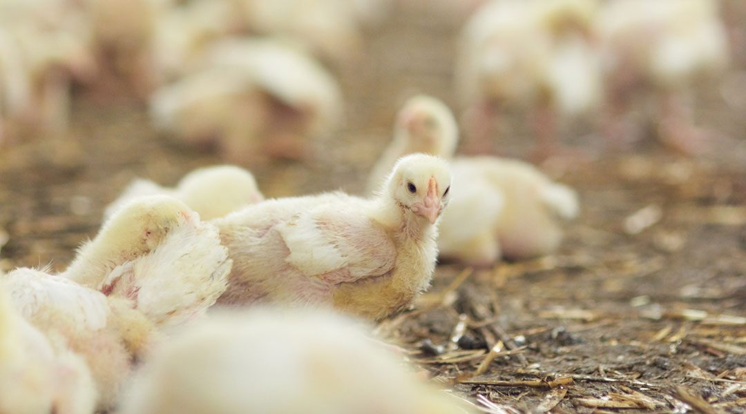 ROMANIA, 8 MILIONI IN UN ALLEVAMENTO BIOLOGICO DI POLLI