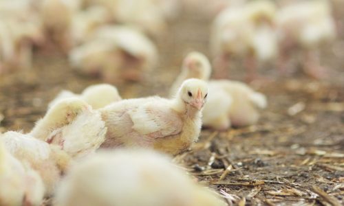 ROMANIA, 8 MILIONI IN UN ALLEVAMENTO BIOLOGICO DI POLLI