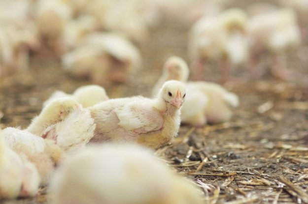 ROMANIA, 8 MILIONI IN UN ALLEVAMENTO BIOLOGICO DI POLLI
