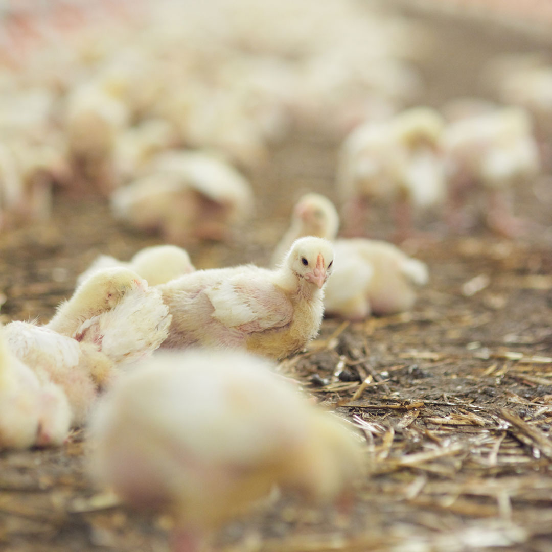 Allevamento biologico di polli all’aperto in Romania