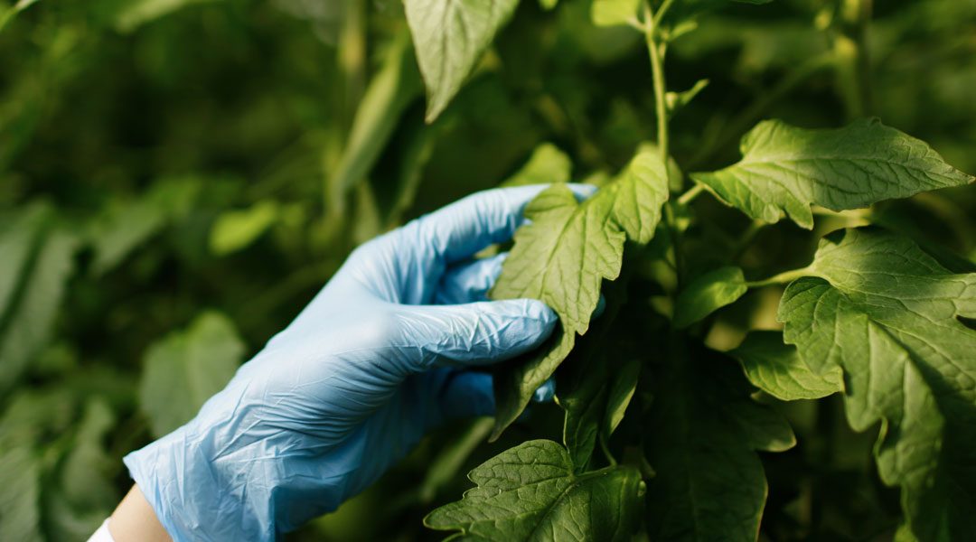 SUI PESTICIDI È SEMPLIFICAZIONE O AGEVOLAZIONE?
