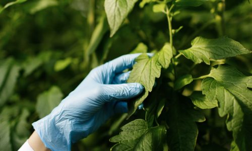 SUI PESTICIDI È SEMPLIFICAZIONE O AGEVOLAZIONE?