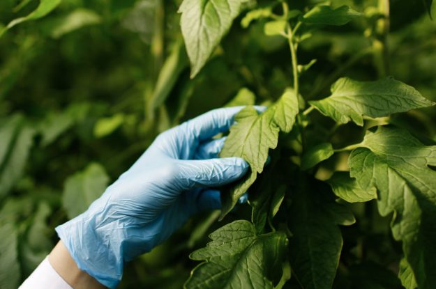 SUI PESTICIDI È SEMPLIFICAZIONE O AGEVOLAZIONE?