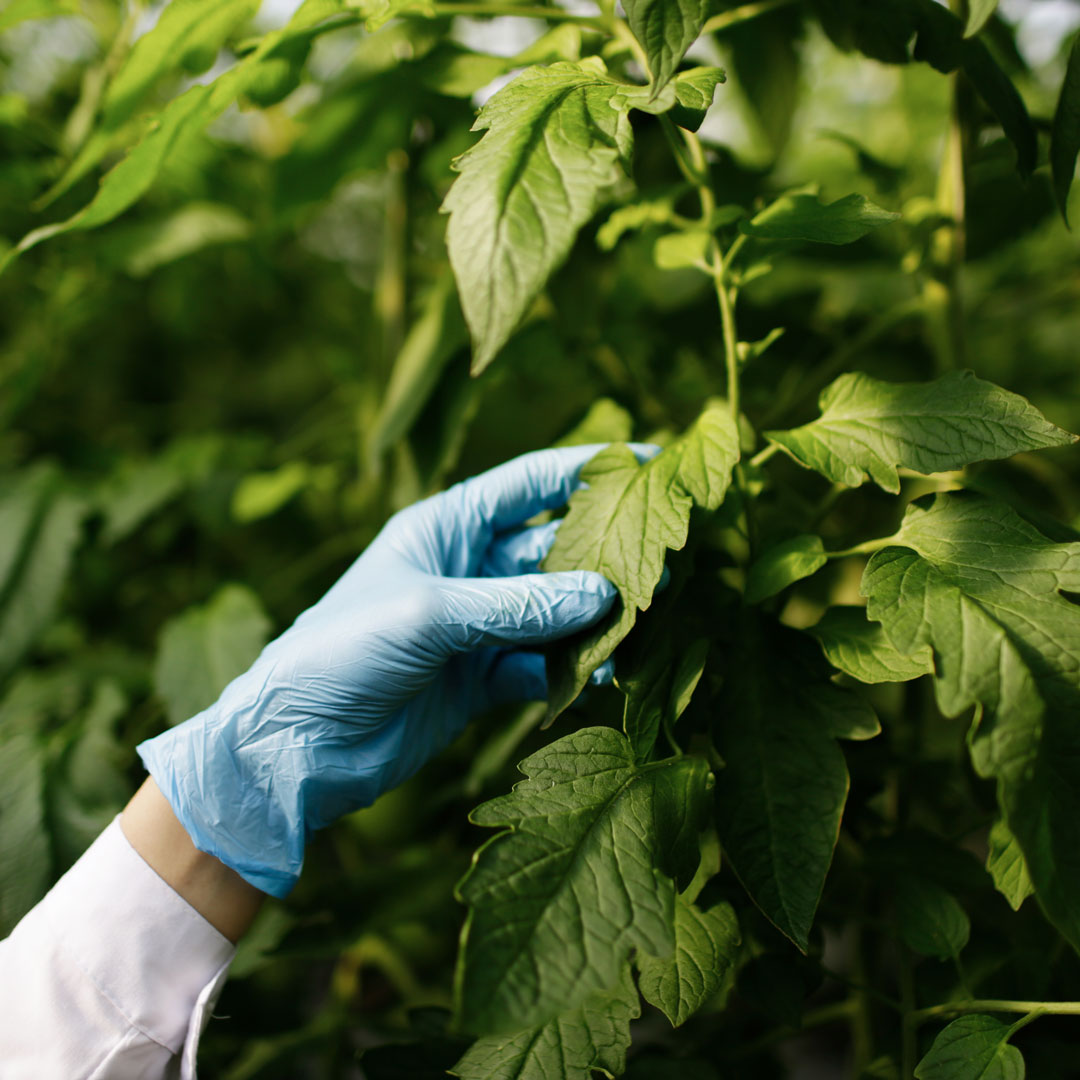 Pesticidi in agricoltura e dibattito europeo sulla semplificazione delle norme per la tutela della salute e dell’ambiente