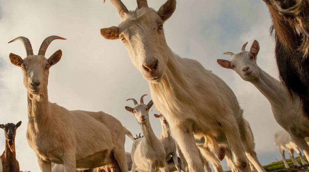 DUBBI DALLA COMMISSIONE E DAGLI STATI MEMBRI SUL «SISTEMA DI QUALITÀ NAZIONALE PER IL BENESSERE ANIMALE» ITALIANO
