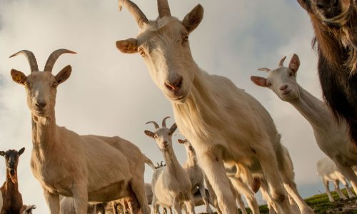 DUBBI DALLA COMMISSIONE E DAGLI STATI MEMBRI SUL «SISTEMA DI QUALITÀ NAZIONALE PER IL BENESSERE ANIMALE» ITALIANO