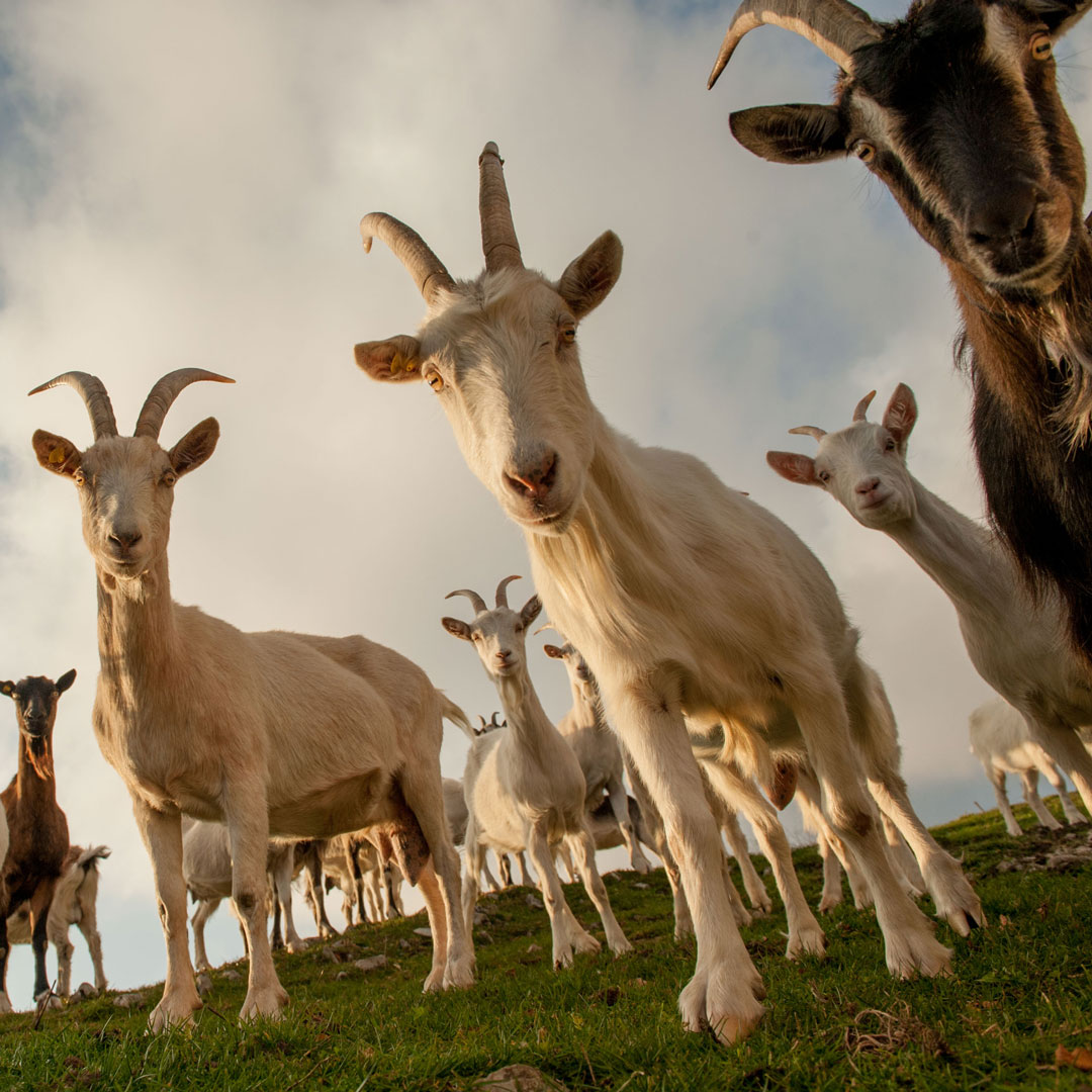 Certificazione del benessere animale negli allevamenti italiani: il sistema SQNBA al centro delle osservazioni della Commissione europea