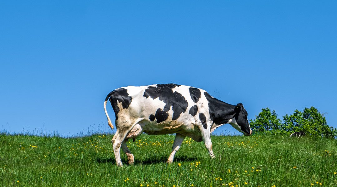 DUBBI DALLA COMMISSIONE E DAGLI STATI MEMBRI SUL «SISTEMA DI QUALITÀ NAZIONALE PER IL BENESSERE ANIMALE» ITALIANO
