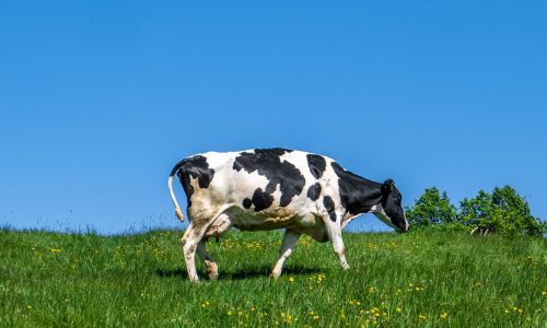 DUBBI DALLA COMMISSIONE E DAGLI STATI MEMBRI SUL «SISTEMA DI QUALITÀ NAZIONALE PER IL BENESSERE ANIMALE» ITALIANO