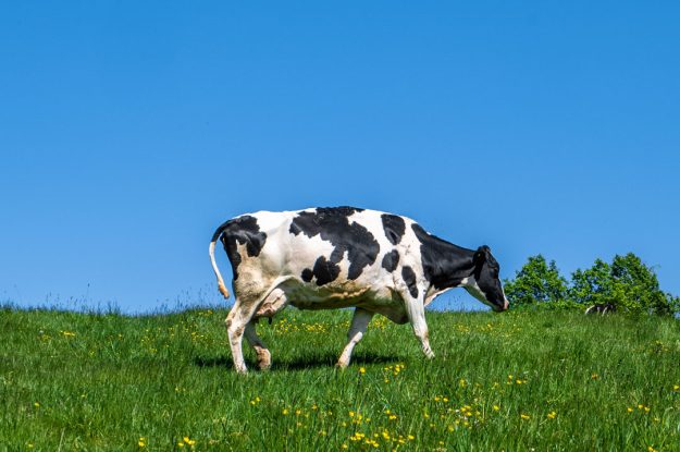 DUBBI DALLA COMMISSIONE E DAGLI STATI MEMBRI SUL «SISTEMA DI QUALITÀ NAZIONALE PER IL BENESSERE ANIMALE» ITALIANO