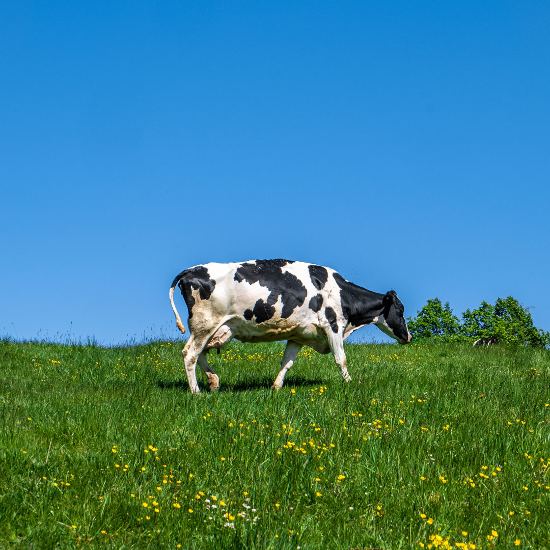 DUBBI DALLA COMMISSIONE E DAGLI STATI MEMBRI SUL «SISTEMA DI QUALITÀ NAZIONALE PER IL BENESSERE ANIMALE» ITALIANO